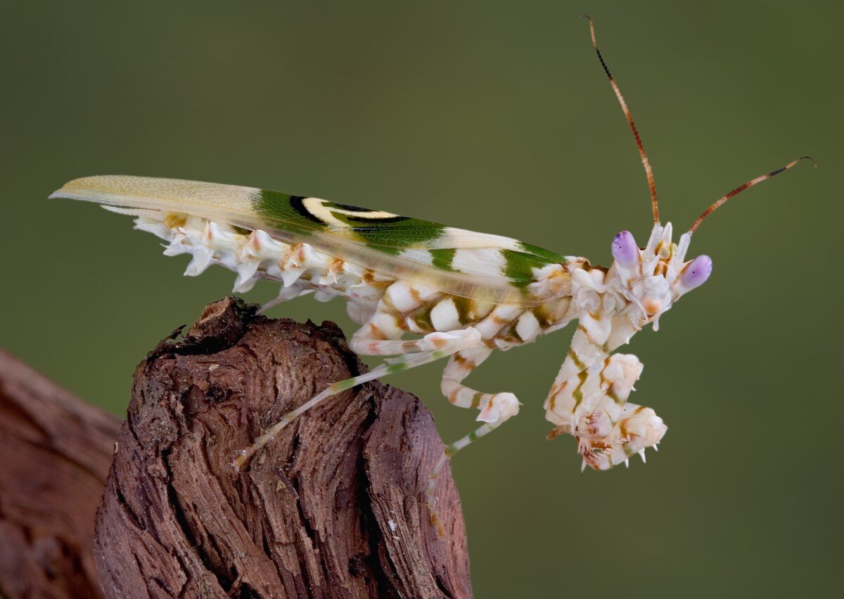 Pseudocreobotra wahlbergii