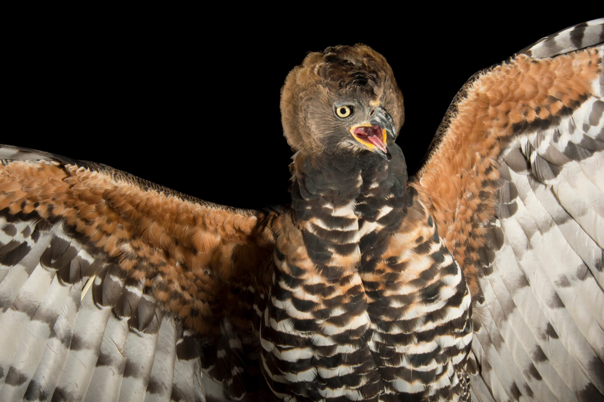 Венценосный орел — самая опасная птица Африки, которая нападает даже на человека