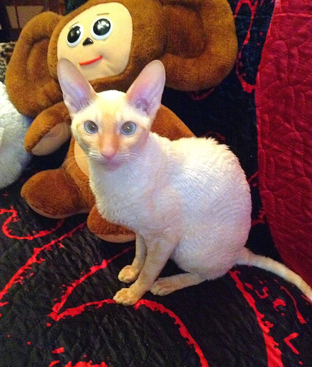 Фото автора. Это Арабелла дочь пирата.