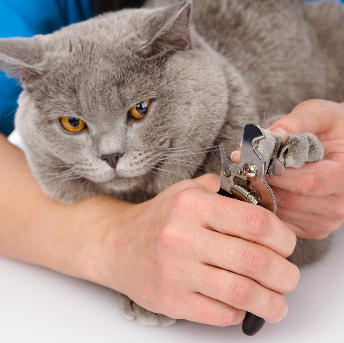 Как подстричь кошке когти если кошка агрессивно настроена