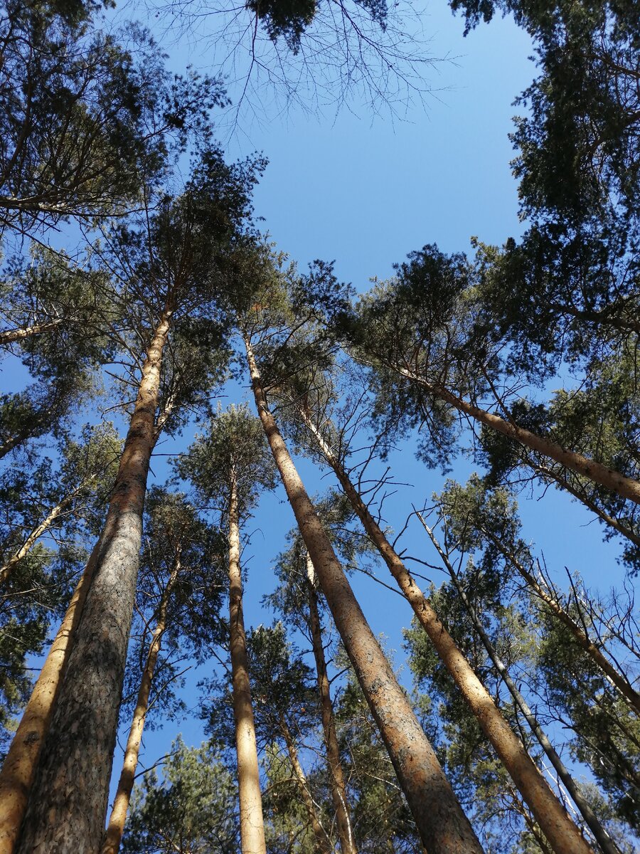 Умиротворяющий вид рощи неподалёку от дома. Ещё один источник ресурса в моем двойном декрете