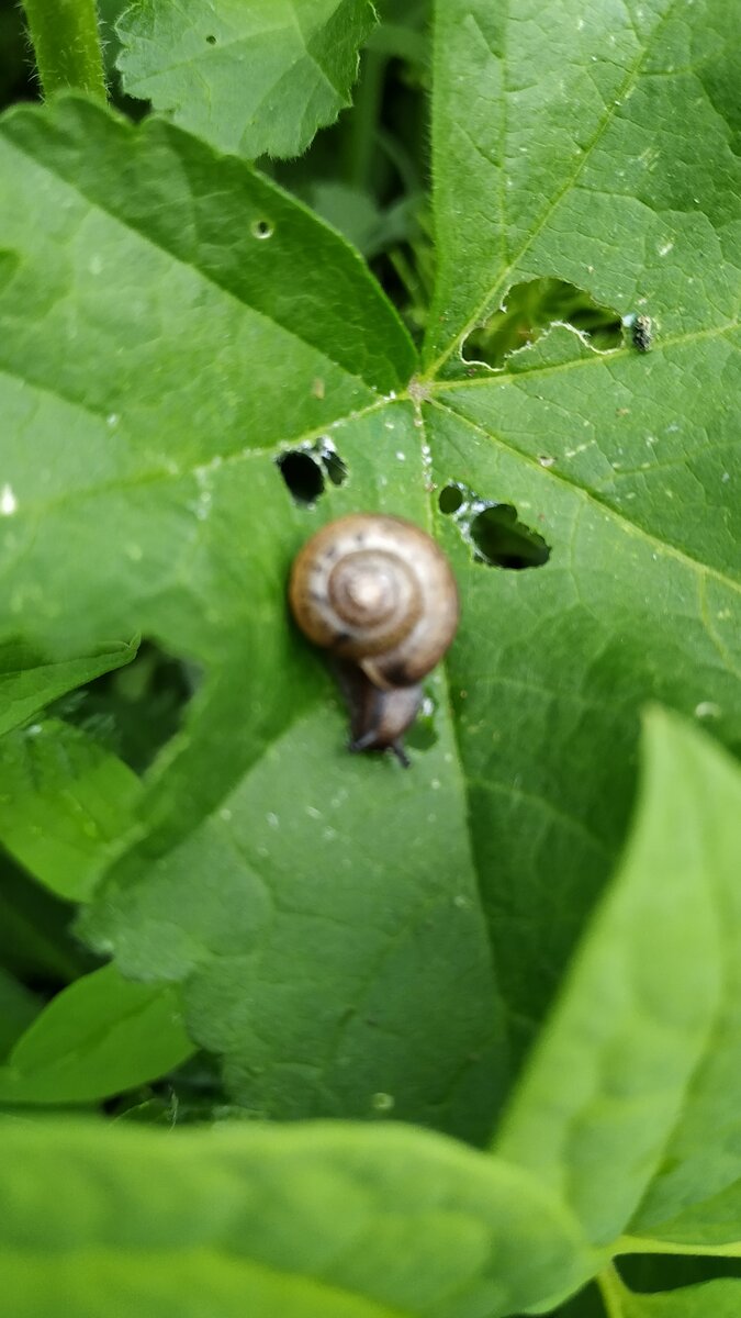 Улитка в естественном обитании.
