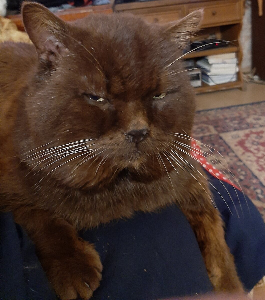 Не знаю, как зовут этого кота. Ходит в гости, позирует. Очень мы с ним дружим! По-моему, очень похож на кота Бегемота из этой сказки.