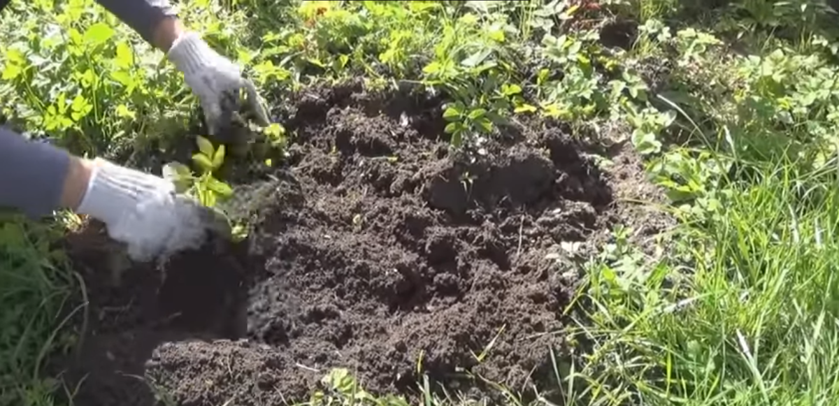 Основой для создания газона является очистка почвы от сорняков