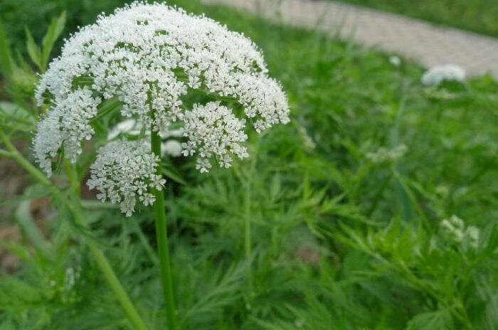 Фото: Жгун-корень Моннье в Южной Корее