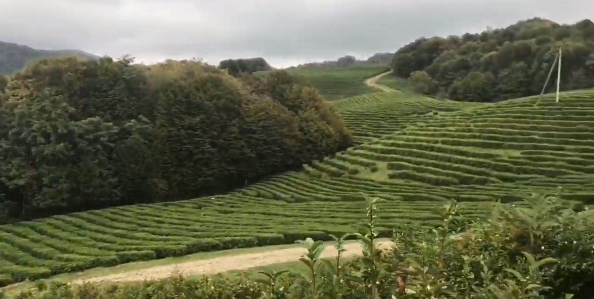 Чайная плантация