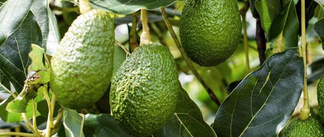 Авокадо - это фрукт!