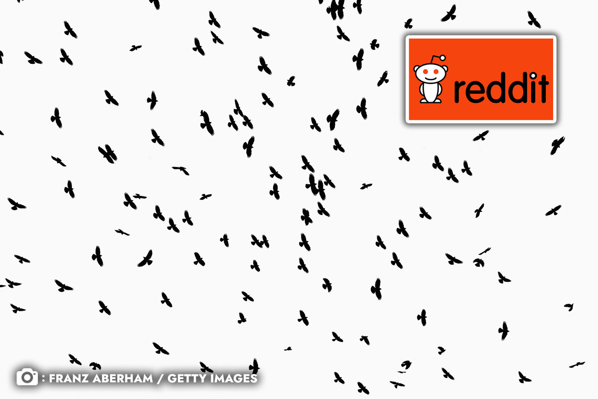 Девушка обратилась с вопросом о личной вороньей армии на сайт Reddit