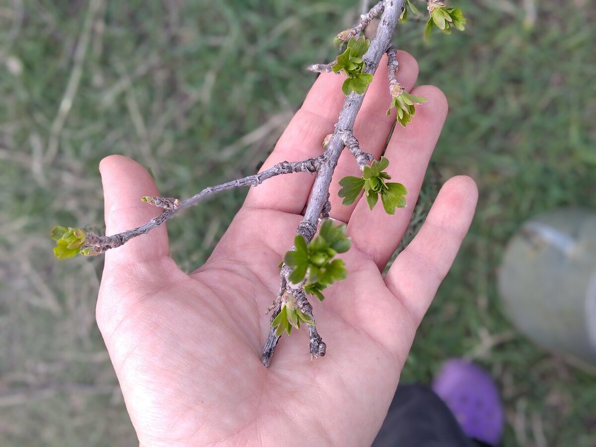 Весной я не берегу маникюр. В другие времена года, впрочем, тоже. 