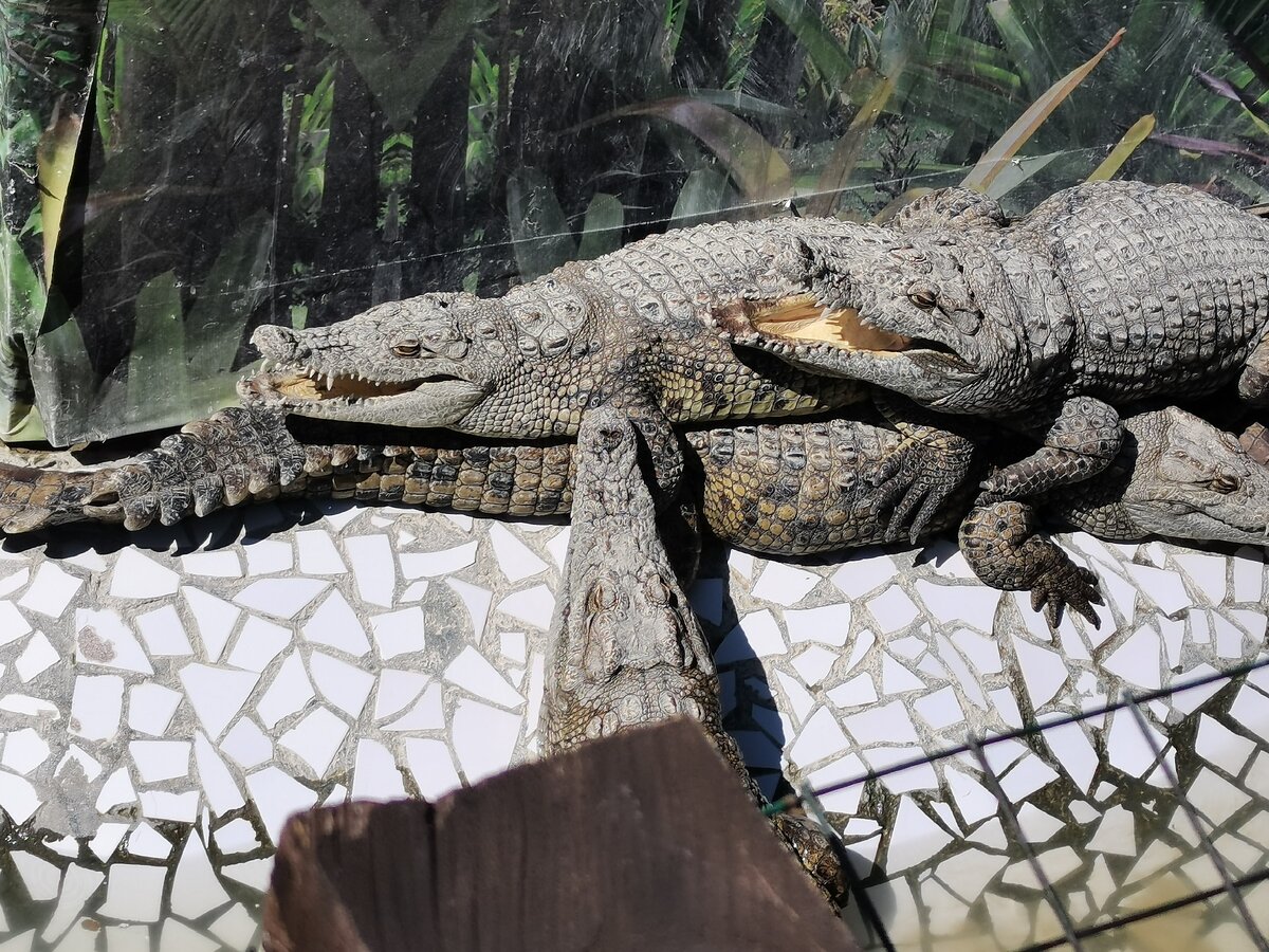 Крокодиловая ферма