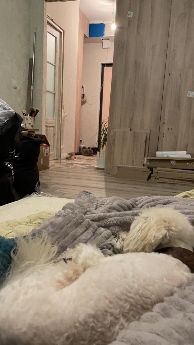 А это уже на новой квартире. Вене явно грустно от хаоса вокруг