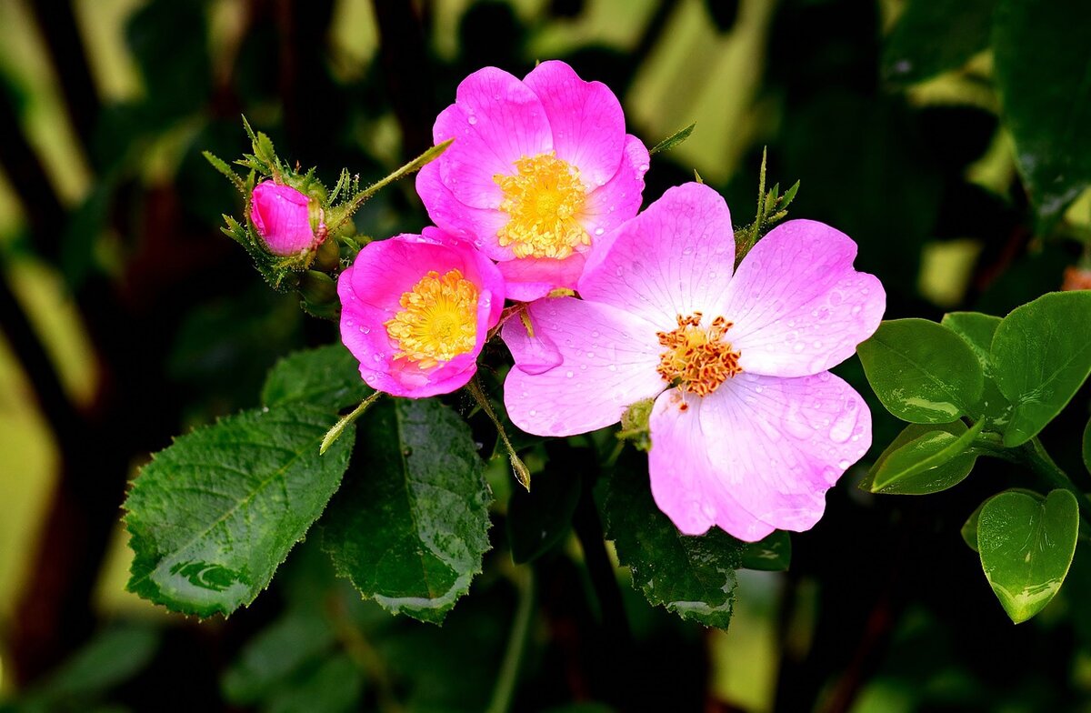 Шиповники дали жизнь более 200 тыс. сортам современных роз.