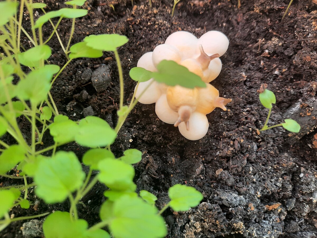 Вылупляются улитки Ахатины