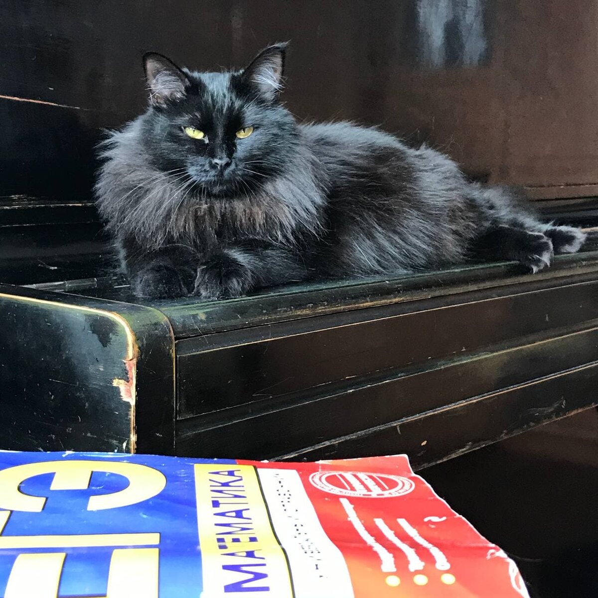 Нам есть чему поучиться у пушистых товарищей в плане отдыха