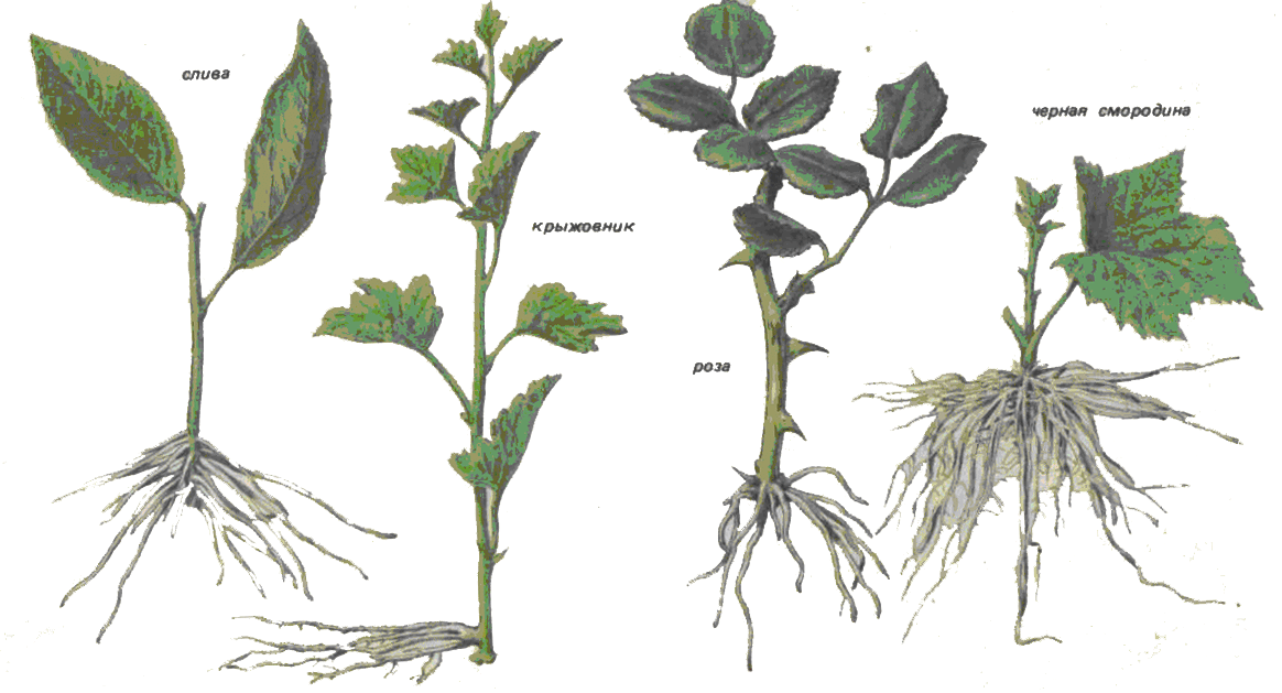 Фото  из  интернета.