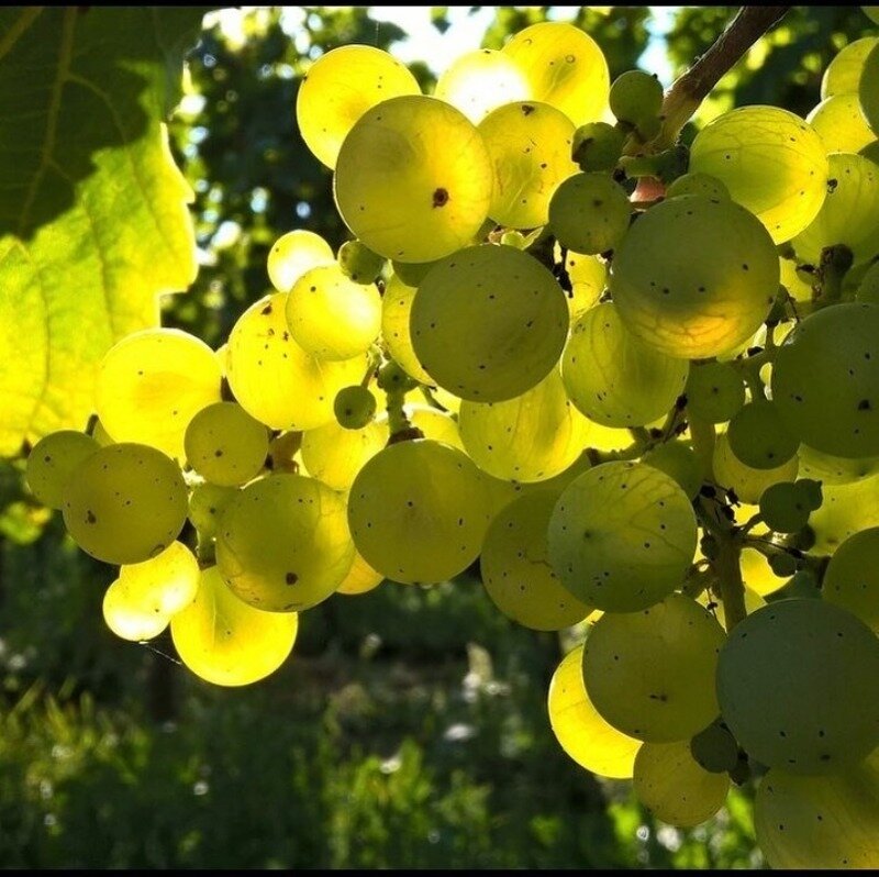 Фото https://www.instagram.com/p/CNZ0qS7pIk2/