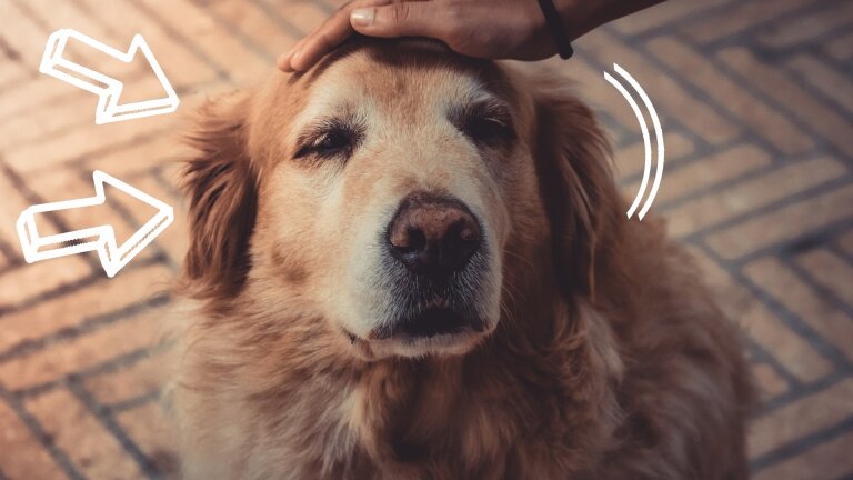 Собака Фото: Zwierzecy https://clck.ru/UEHGh