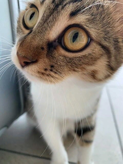 @anyakozlovskaya «Всем привет! Давайте знакомиться. Я - та причина, по которой Аня не смогла улететь на своем самолёте в Москву из Крыма»