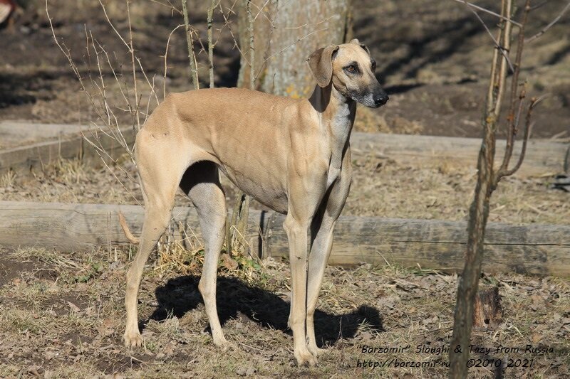 Слюги Латифа эль Борзомир де ла Берондиере