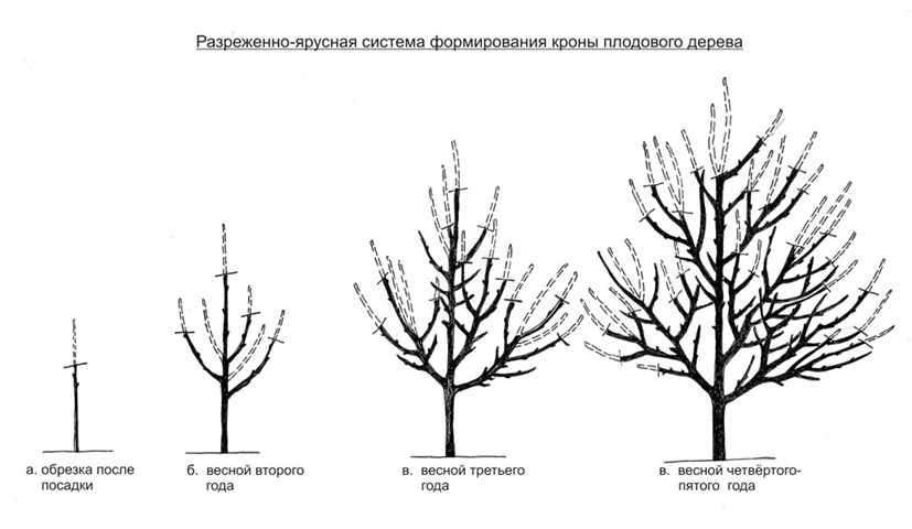 Обрезка яблони зимой