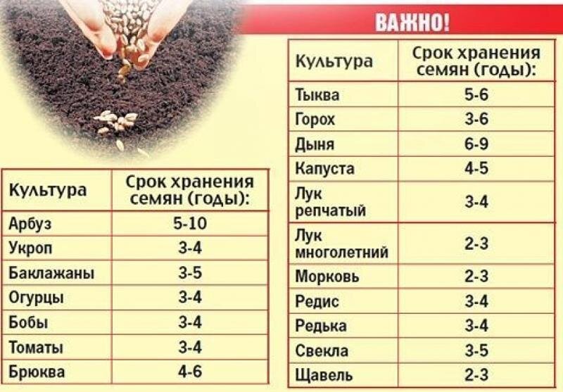 Сколько семян покупать – планирование посадок овощей