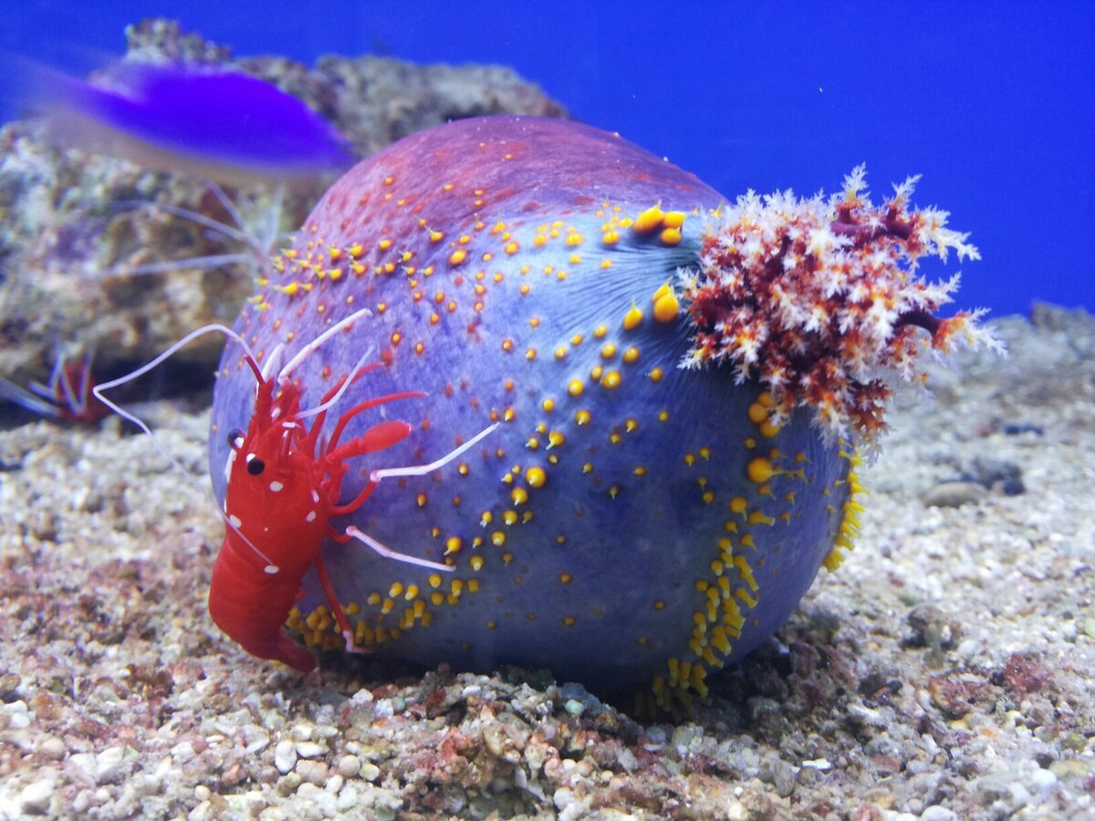 Голотурия Морское яблоко (Pseudocolochirus Tricolor)