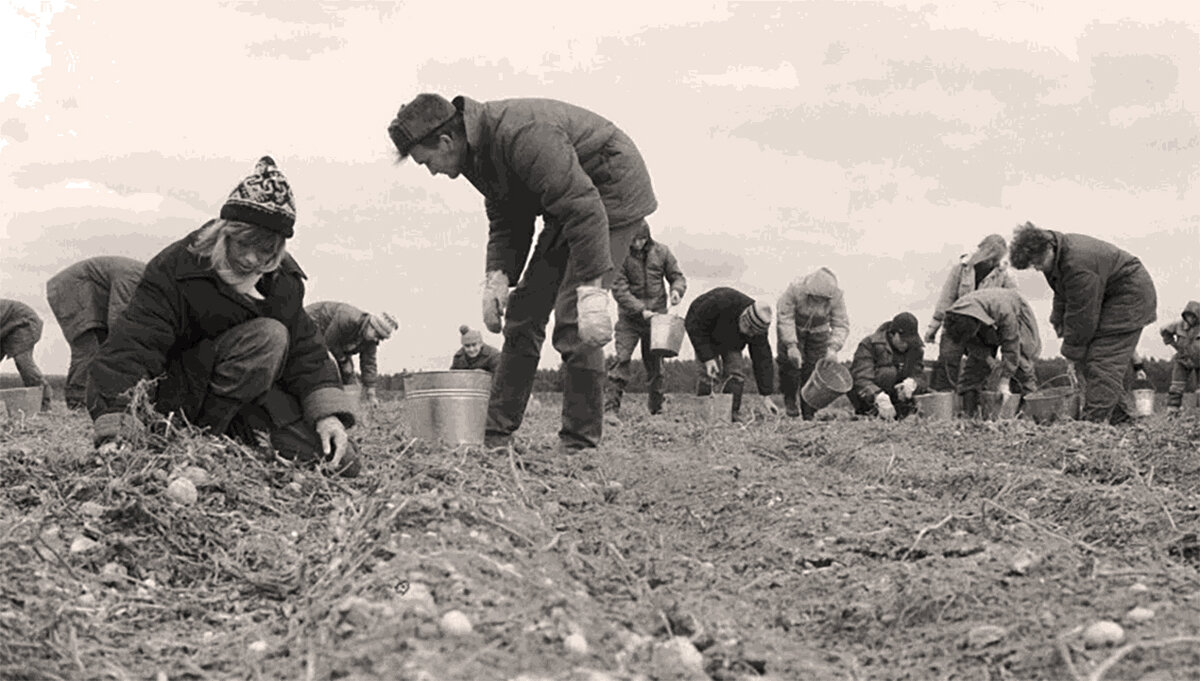 Сбор картошки