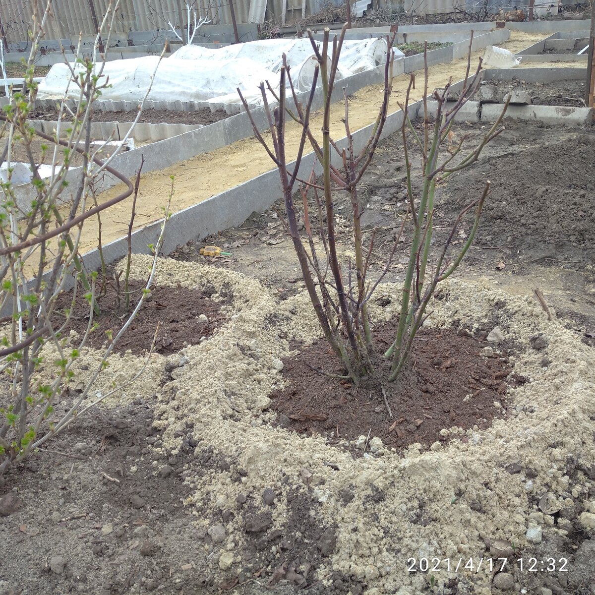 Пока не обрезаем ,подождем