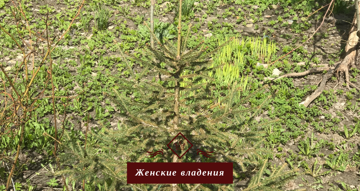 Свежая весенняя зелень и свежие мысли. Фото автора
