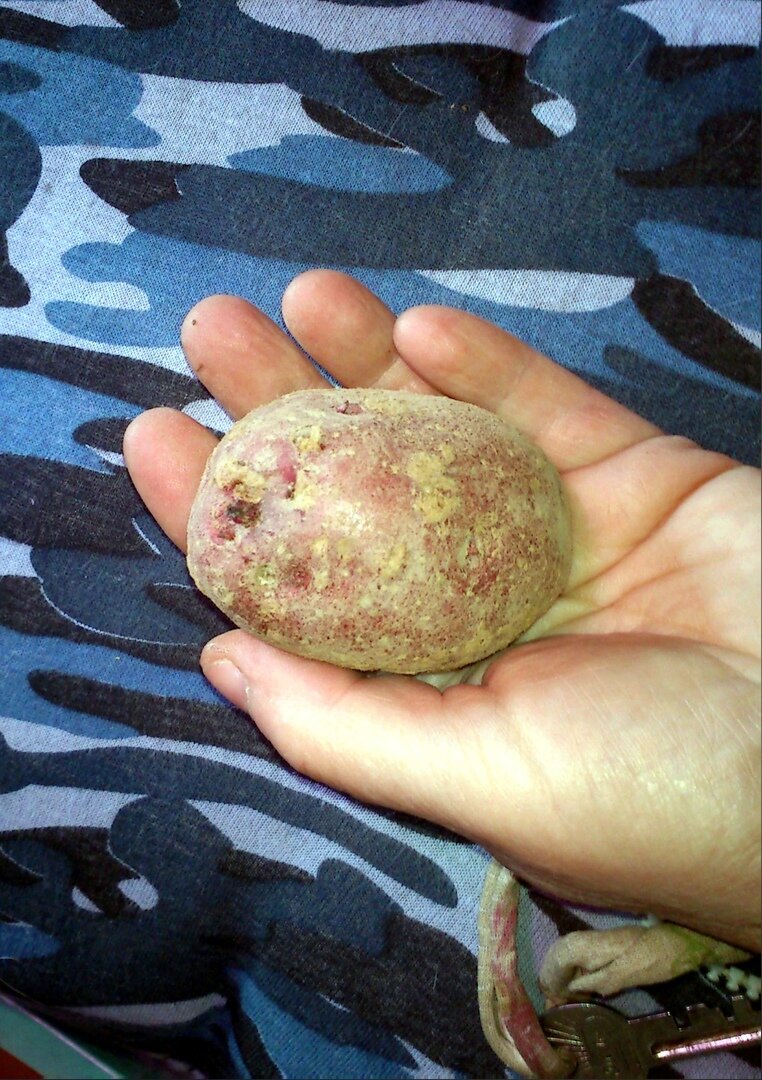 фото автора ОБРАЗЕЦ ПО РАЗМЕРУ ВЗЯТ ИЗ ПИЩЕВОЙ