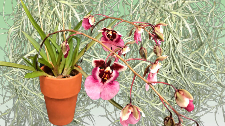 миниатюрная толумния - коллаж автора