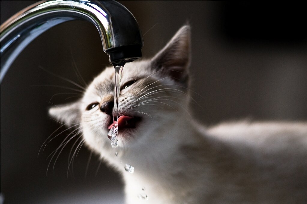 какую воду давать кошкам