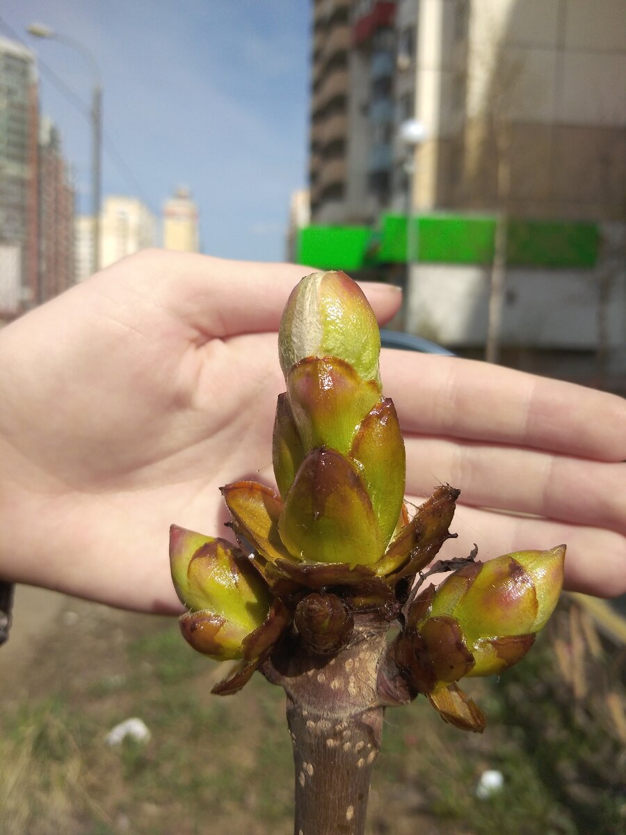 Вот такая огромная почка у деревца маленького. Сняли сегодня, когда шли к врачу.