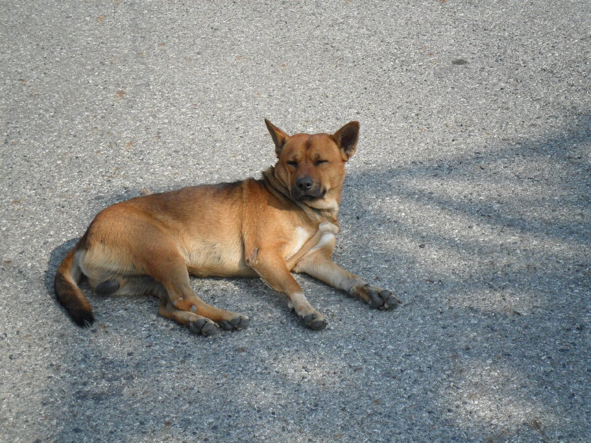Именно такой пес был поставлен в центр этой истории. Он решил ступить на хрупкий лед и провалился. Спасать пришлось нам - еще детям в возрасте 8-10 лет