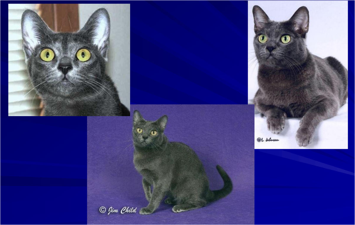 Ассоциация любителей кошек, официальный сайт, https://cfa.org/