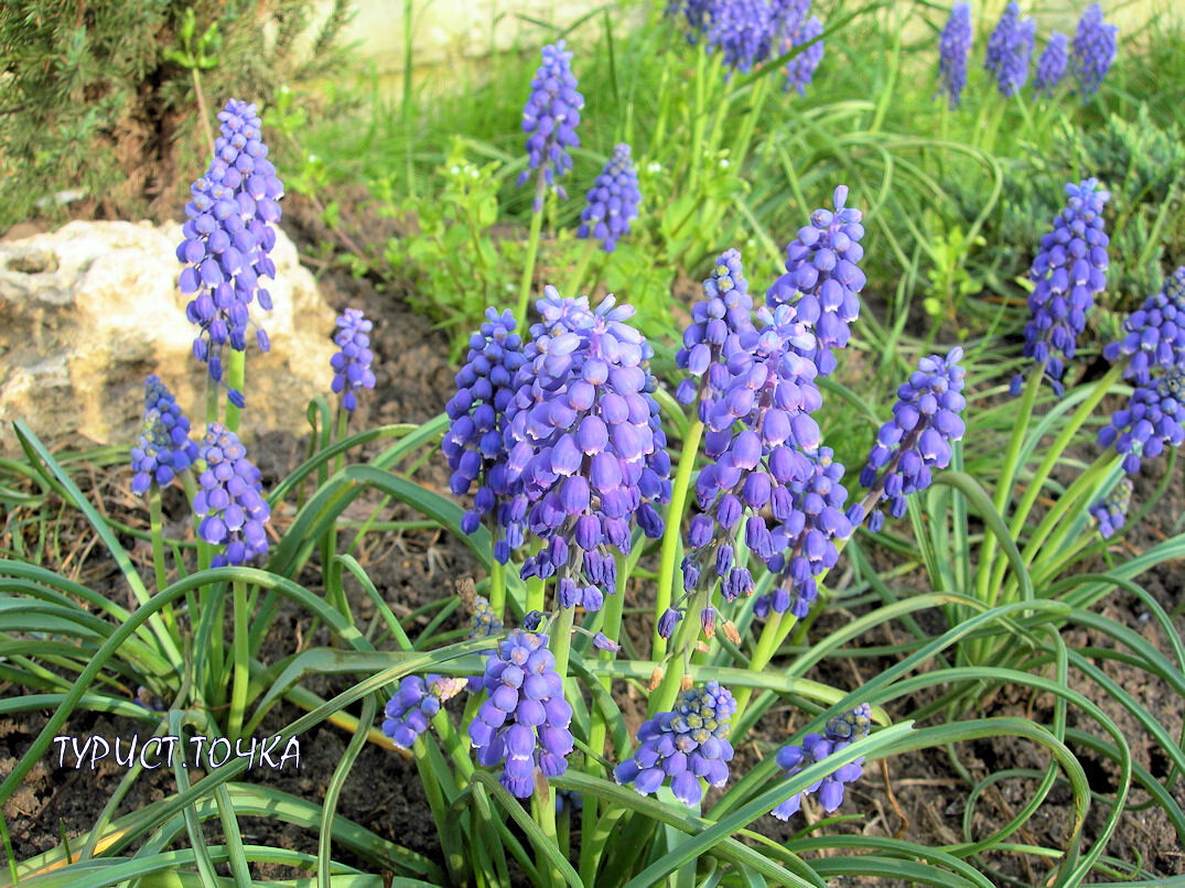 Мускари в моём саду