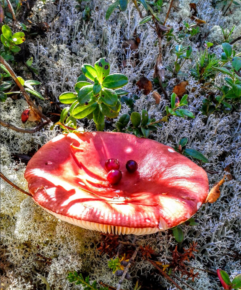 Фото Елены Пестовой