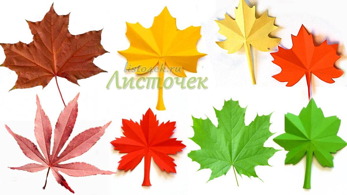 Вот такие листья клена вырезать очень просто.  Посмотрите как они похожи на настоящие.
