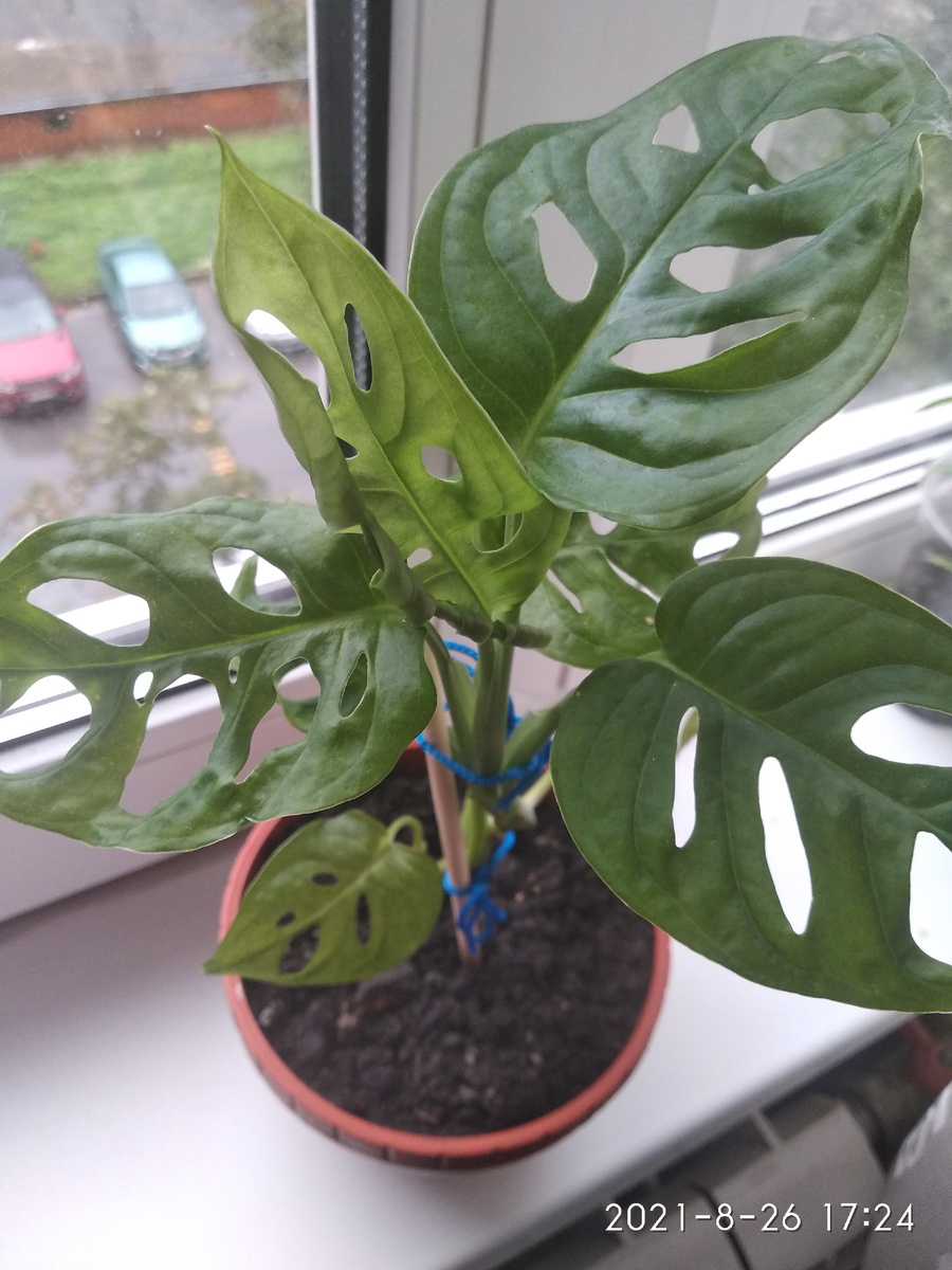 Монстера Манки Маск