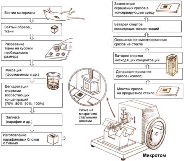 Наглядный пример приготовления микроскопического препарата