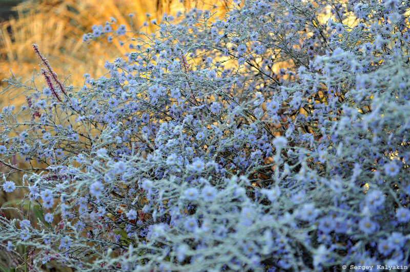 Астра сердцелистная Little Carlow