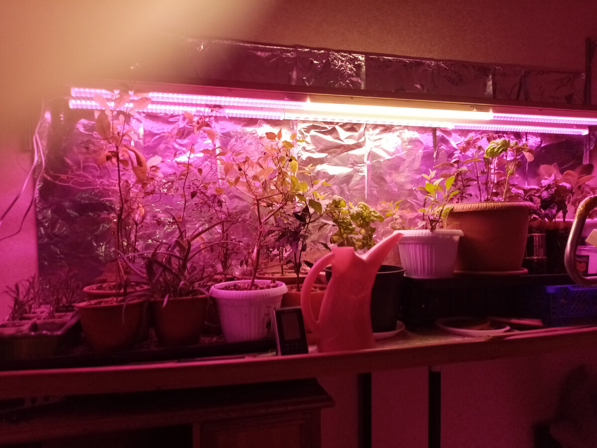 Мой домашняя оранжерея в прошлом году. Места едва хватает. Фото авторское