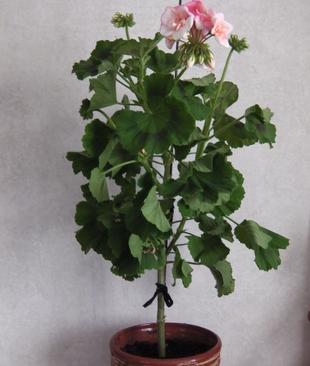 Пеларгония на штамбе. Фото автора
