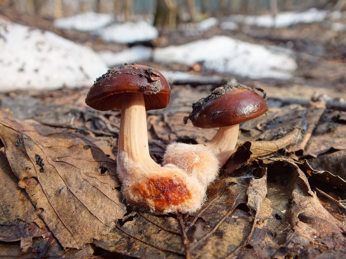 весенний съедобный гриб 7 букв