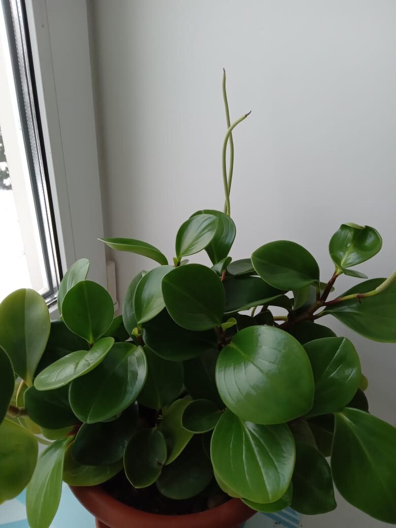 Фото автора для иллюстрации к тексту.