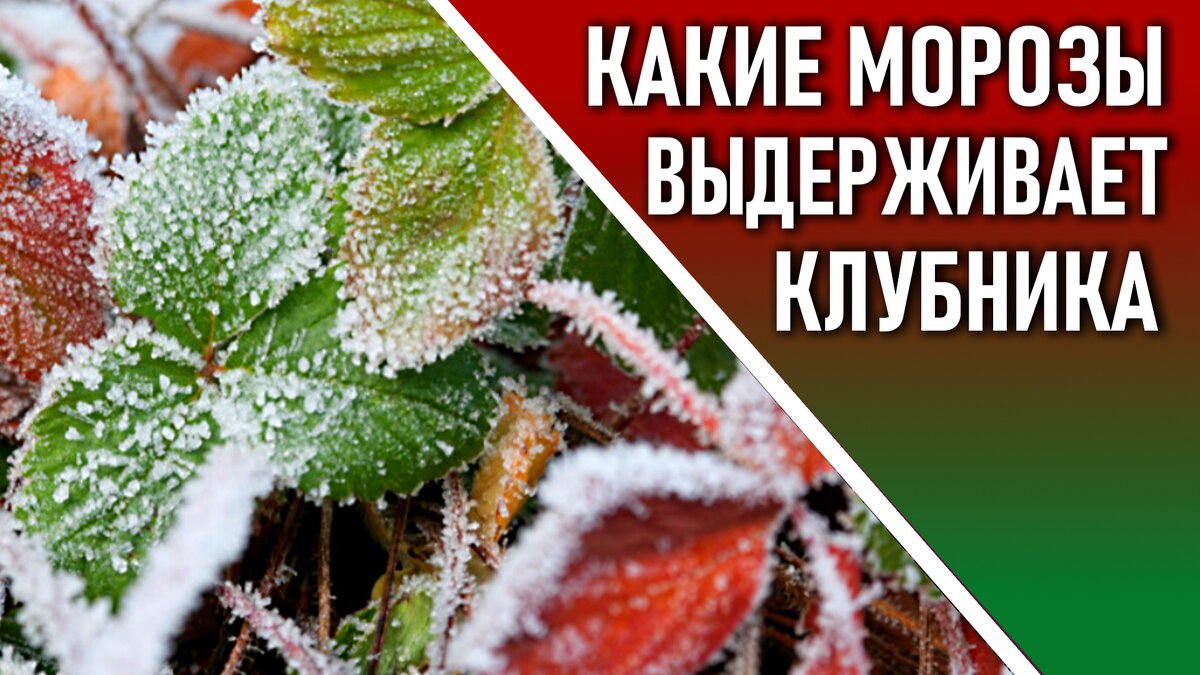 Каких заморозков не существуют. Возвратные заморозки. Возвратные заморозки в саду. Какой Мороз выдерживает клубника. Возвратные заморозки земляника.