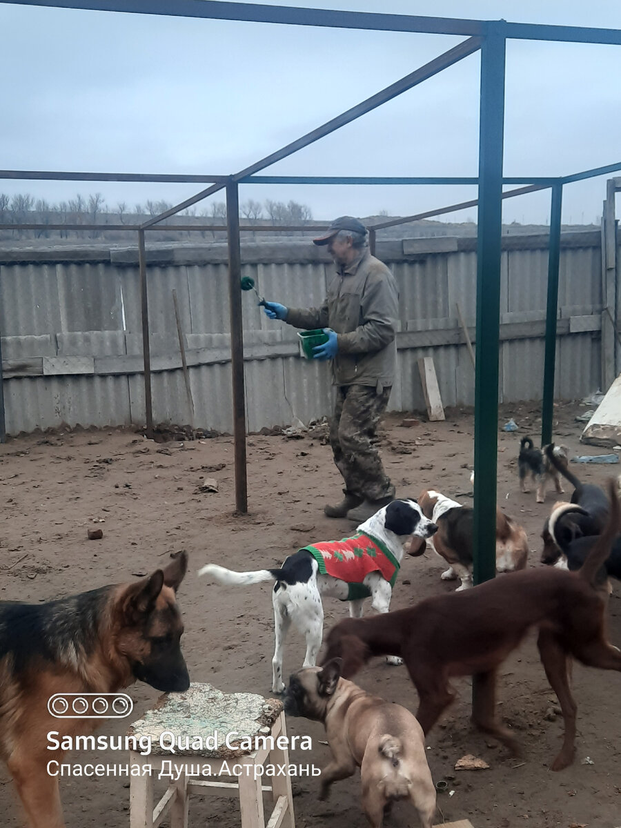 спасенная душа астрахань дзен. спасенная душа астрахань дзен. маленькая белобрысая собака. спасенная душа астрахань дзен. женщина отправилась за лекарствами и выжила.
