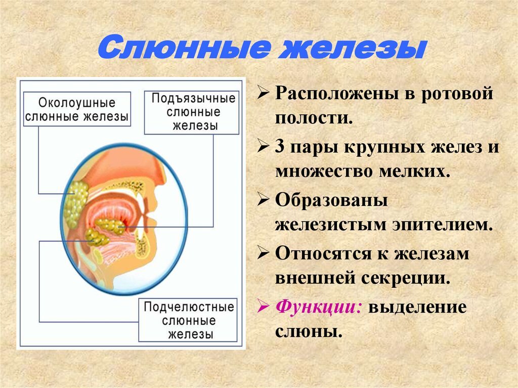 Презентация железы слюнные железы