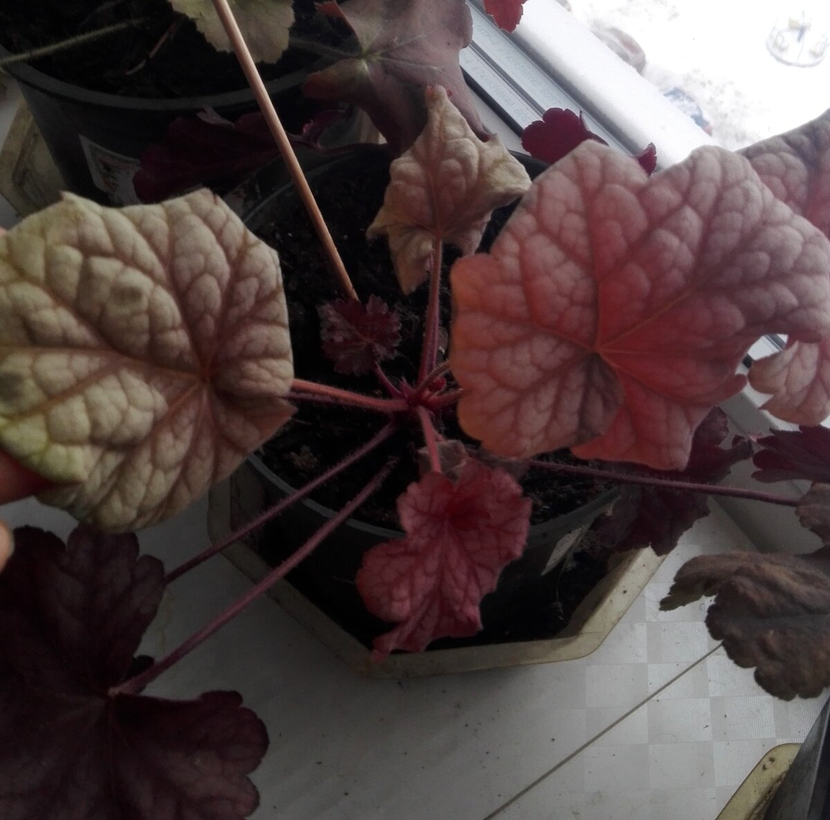  Гейхера гибридная (сорт 'Berry Smoothie') (Тип КС: P9 Поставка: май - октябрь)