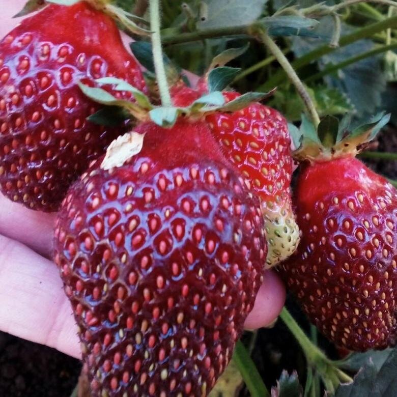 Клубника фото сорта рубиновый кулон Клубника необычного цвета. 3 сорта для средней полосы России Калачёвы теперь тут